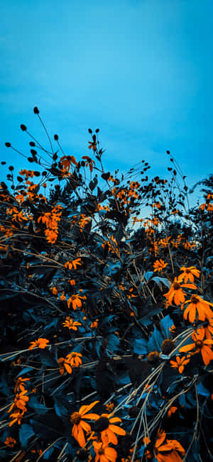 橙色野花映襯著藍色暮色天空