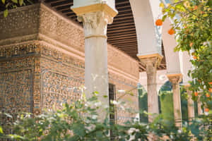 摩爾式庭院，柱子和橙樹在明亮的陽光下。 — 建築 壁紙
