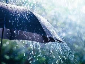 黑色雨傘在雨中森林場景中滴雨的近距離特寫。 — 雷暴 壁紙