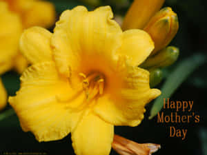黃色萱草特寫，帶有 'Happy Mother's Day' 文字。