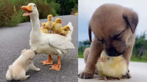 一隻鴨子帶著小鴨和一隻小狗帶著小雞在路上