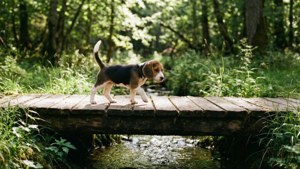 一隻小比格犬在森林中走過小溪上的木橋