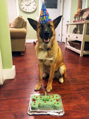 戴着生日帽的德國牧羊犬和地上的骨頭形狀蛋糕