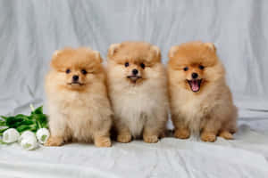 三隻毛茸茸的橙色博美犬幼崽與白色鬱金香一起坐在白色布料上。