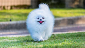 毛茸茸的白色博美犬在綠色草地上伸出舌頭奔跑。