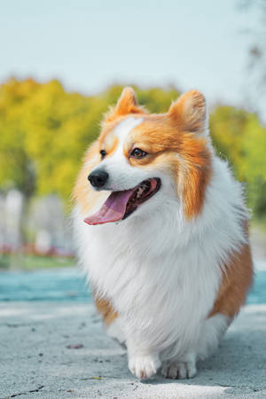 一隻快樂的柯基犬在陽光明媚的日子裡在戶外奔跑，身後有綠樹。