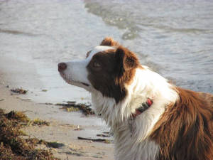 邊境牧羊犬在海灘上凝視海浪