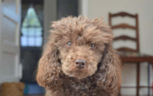 室內一隻毛茸茸的棕色貴賓犬，捲毛，直視鏡頭。 — 金毛尋回犬 BB GIF 壁紙