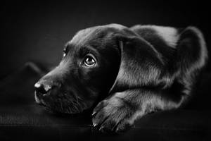 一隻黑色拉布拉多幼犬在黑白照片中以溫柔的目光休息。