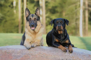 兩隻狗，德國牧羊犬和羅威納犬，坐在森林中的岩石上。