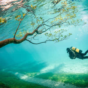 水肺潛水員在清澈的藍色海水中游過 submerged 樹枝下方。 — iPad Pro 13 壁紙