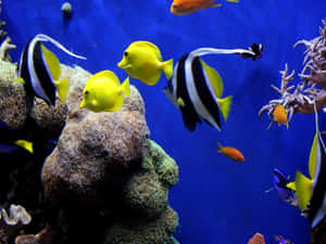 色彩繽紛的熱帶魚在深藍色水族箱中圍繞珊瑚游動。