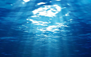 陽光透過海面在水下過濾。