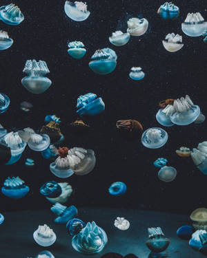 水母在黑暗的海水中發光