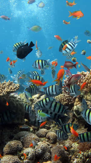 熱帶魚在清澈湛藍的海水中穿梭於珊瑚礁之間。