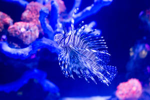 一條獅子魚在藍色燈光的水族箱中穿梭於珊瑚之間。