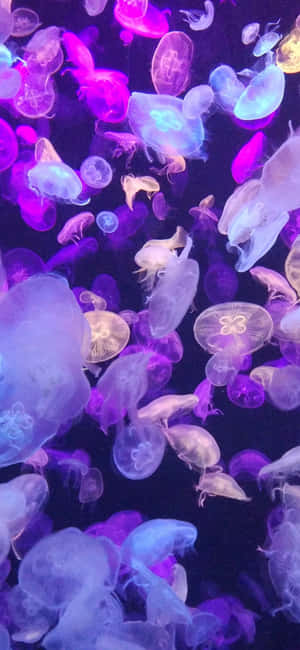 水母在水中發出紫色和藍色光芒