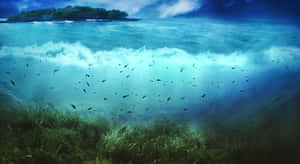 水下場景，魚群在海草和拍打的波浪附近游動。 — 水下 壁紙