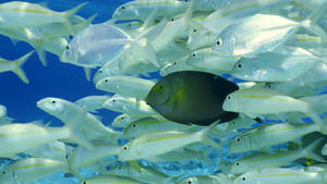 一條深色刺尾魚在清澈的藍色海水中穿梭於銀色梅鯛魚群之間。