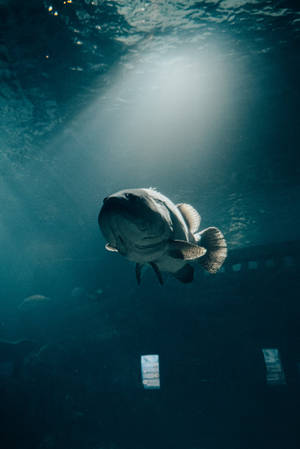 一條大魚在水族箱中陽光照射的深藍色水中滑行。