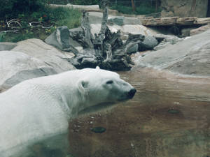 動物園圍欄內的北極熊，有水與岩石