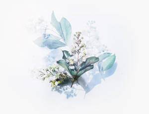 一條帶有白色花朵和綠色葉子的花枝，在白色背景上投下柔和的陰影。 — 刀劍神域 GIF 壁紙