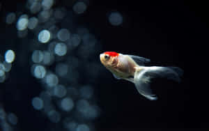 一條頭部紅色、魚鰭白色的金魚在黑暗的水中與發光的氣泡一起游動。