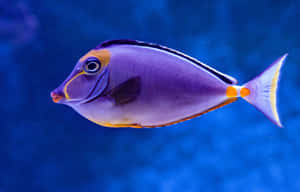 紫色和橙色刺尾魚在藍色海水中游泳