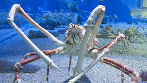 水族館中的巨型蜘蛛蟹，配有藍色燈光和沙質底部。