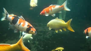 錦鯉在帶有礫石底部和漂浮顆粒的池塘中游泳。