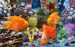 三條橙色魚在水族館中於珊瑚和彩色鵝卵石之間游動。