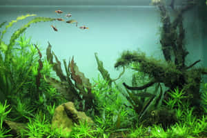 充滿活力的綠色水生植物和色彩繽紛的魚類在寧靜的水族箱中，在長滿苔蘚的浮木附近游動。
