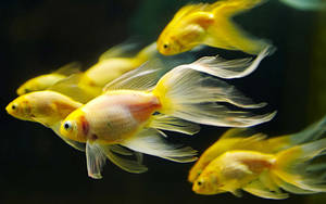 金魚在黑暗的水中滑行，魚鰭流動。