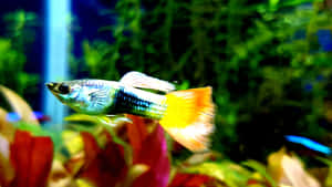 一條色彩繽紛的孔雀魚在種植了鮮豔植物的水族箱中游動。