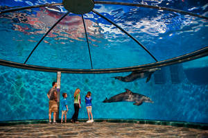家庭觀察海豚在大型水族箱中游泳，水族箱有玻璃天花板。