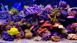 色彩繽紛的熱帶魚在鮮豔的珊瑚中游動，在水族館珊瑚礁中。 — 水族箱 壁紙