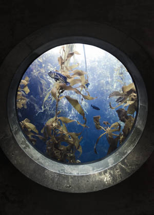 通過圓形水下隧道看到的景色，顯示海帶和魚在藍色水中。 — Oppo Pad 6 壁紙
