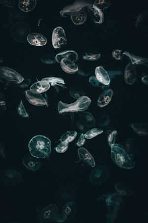 水母在黑暗海水中漂浮，帶有發光圖案