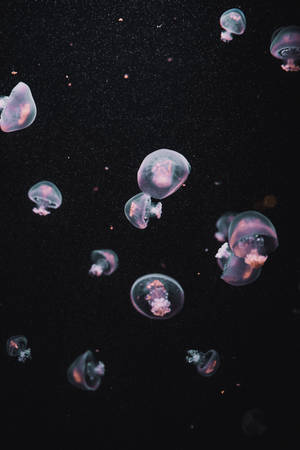 水母在黑暗水中與浮游粒子一起柔和發光。