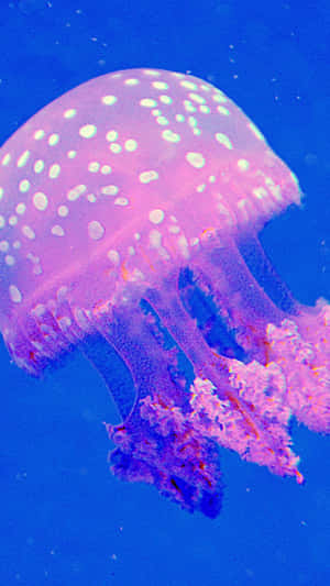 水母背景 — 水母 GIF 壁紙