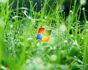 Windows標誌漂浮在帶露水的綠色草葉之間。 — Windows Vista 壁紙