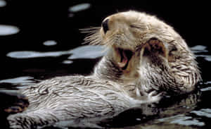 海獺仰臥在黑暗的水面上打呵欠。