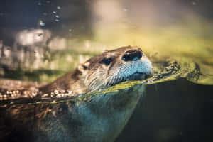水獺背景 — 水獺 壁紙