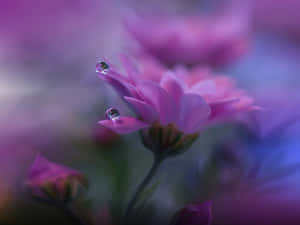 粉紅花上的露珠，背景柔和 — 紫色花朵 壁紙