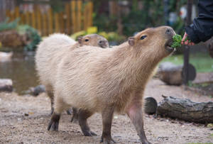水豚在動物園棲息地被人餵食綠葉蔬菜。