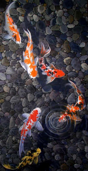 Live Koi Fish