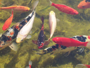 池塘中色彩多樣的錦鯉 — 錦鯉 壁紙