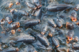 許多長有橙色嘴巴的深色魚浮出水面 — 釣魚 壁紙