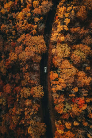 白色汽車在蜿蜒的道路上穿過秋日森林的俯視圖