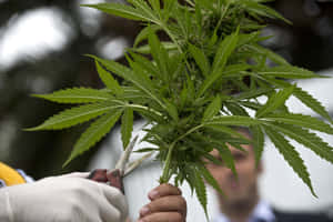 戴著手套的人在戶外用剪刀修剪大麻植物。